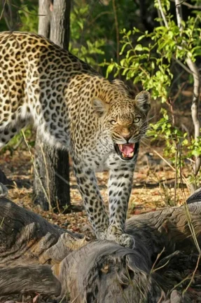 Bera Leopard Safari Escape