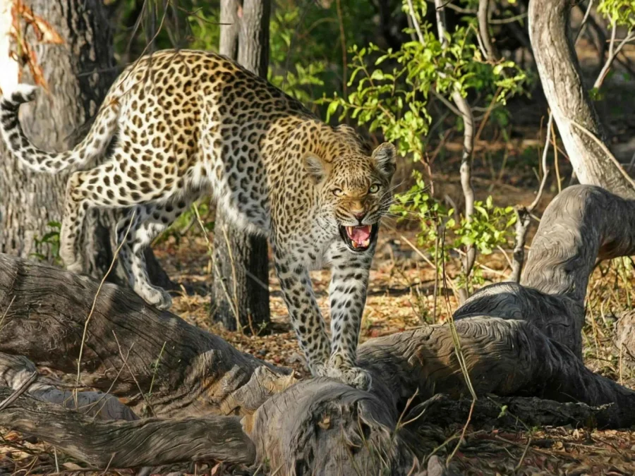 Bera Leopard Safari Escape